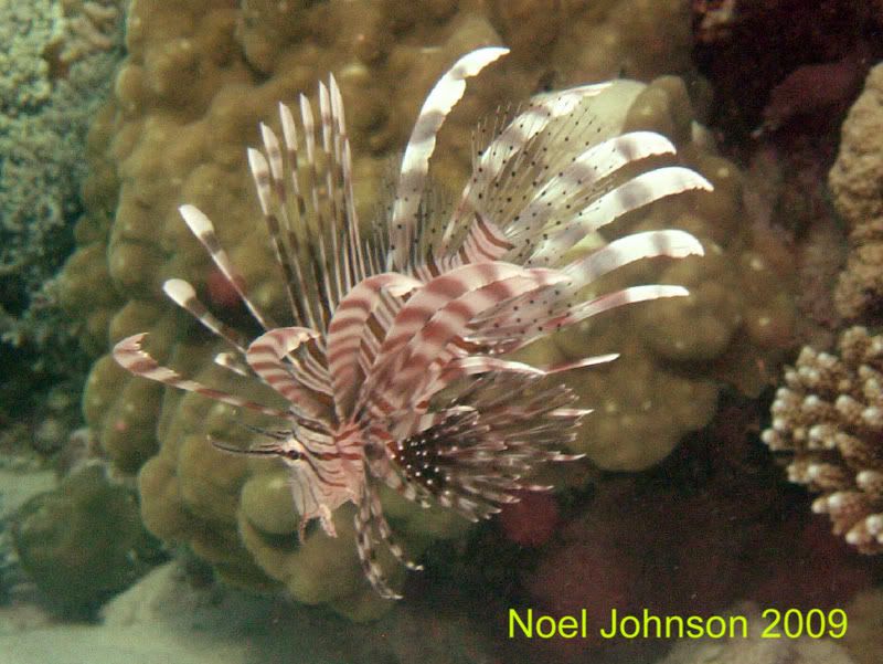 IMAGE: http://img.photobucket.com/albums/v114/teambunny/Dahab%202009/Dahabcard1010copy.jpg