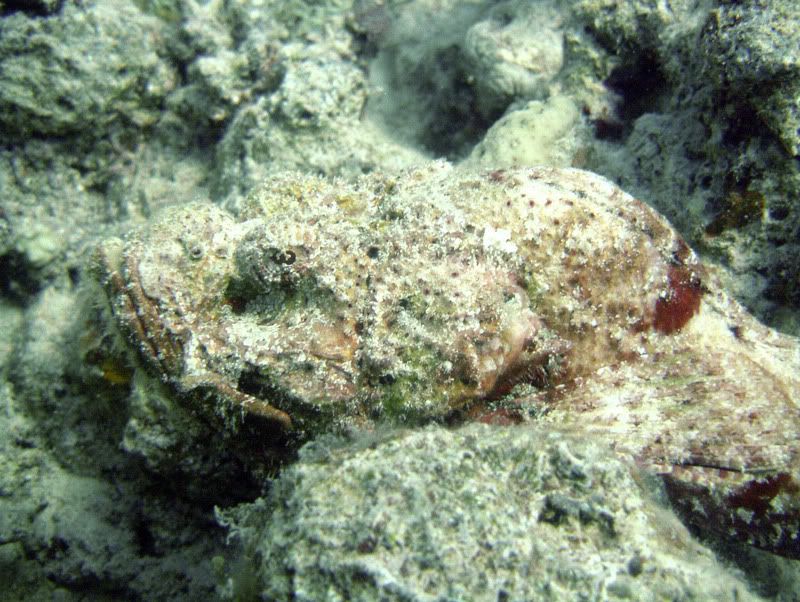 IMAGE: http://img.photobucket.com/albums/v114/teambunny/Dahab%202009/Dahabcard1091copy.jpg