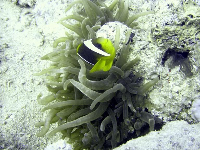 IMAGE: http://img.photobucket.com/albums/v114/teambunny/Red%20Sea/2005_0812Image0102copy.jpg