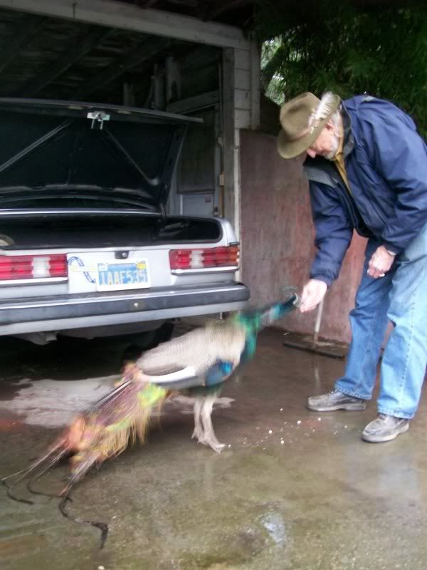 Friend, Jerry Waterworth feeding his peacock, Tilley.