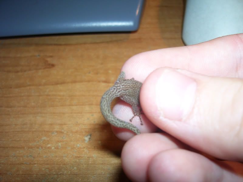 100_1063.jpg