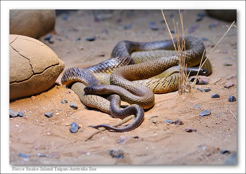 pics of snakes mating
