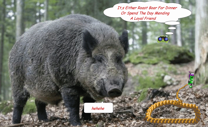  photo boar.gif
