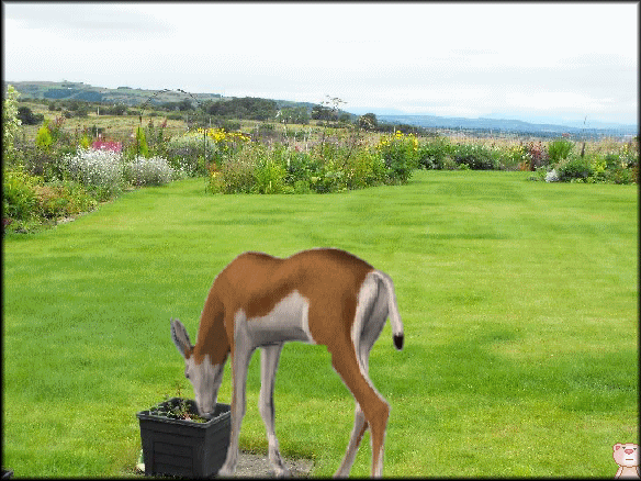  photo garden.gif