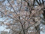 Cherry Blossoms in Collierville