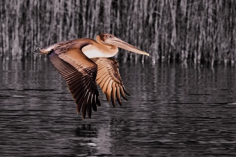 IMAGE: http://img.photobucket.com/albums/v115/eastcoastsponger/Game4copy.jpg