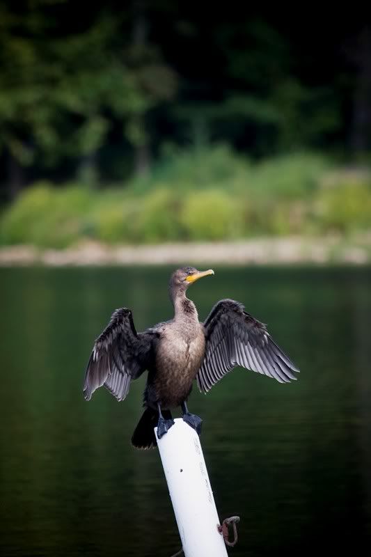 IMAGE: http://img.photobucket.com/albums/v115/eastcoastsponger/IMG_8012-1.jpg