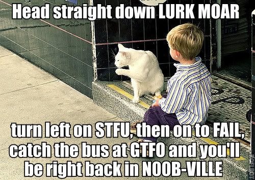 lolcat012.jpg