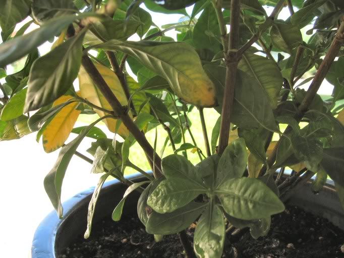 Gardenia, yellow leaves