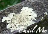 Email me