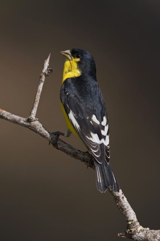 LesserGoldfinch3.jpg