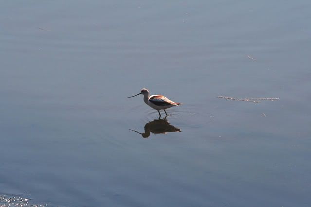 shorebird.jpg