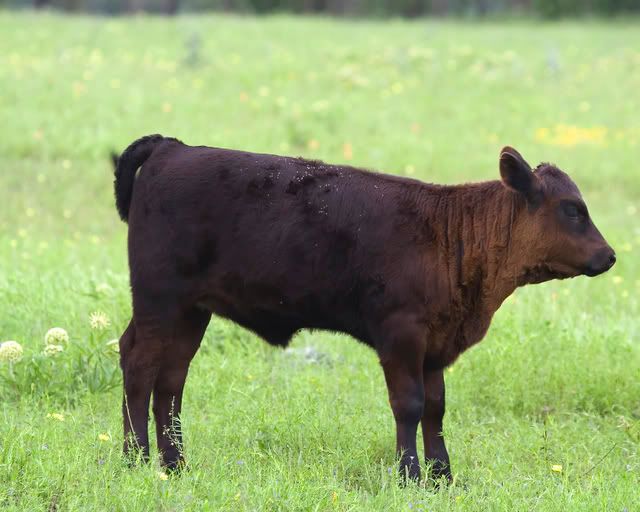 Angus_calf.jpg