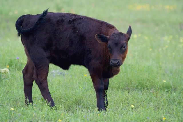 Angus_calf3.jpg