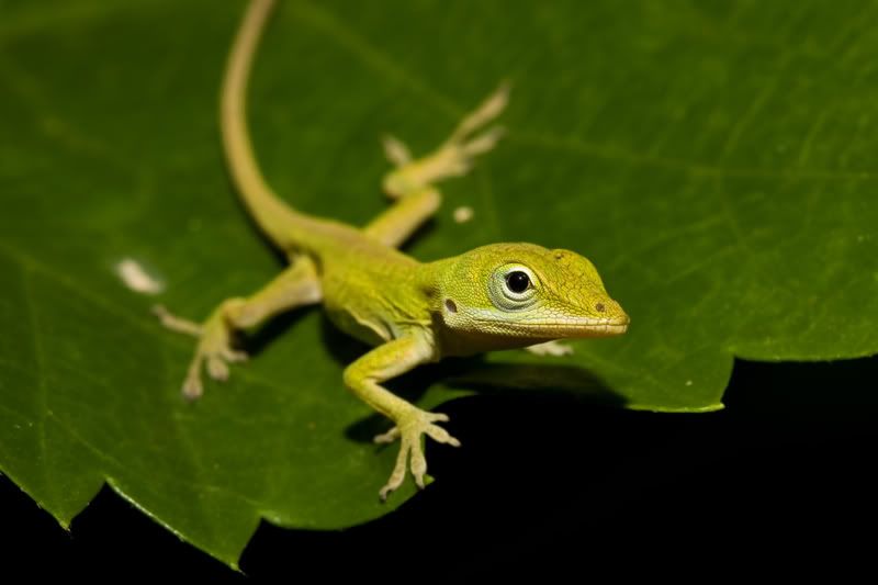 Anole4.jpg