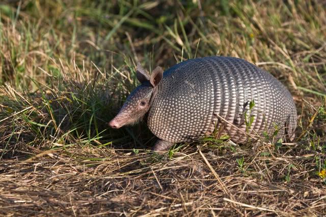 Armadillo.jpg