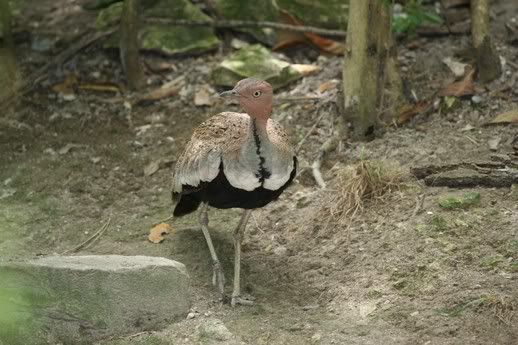 Buff_Crested_Bustard3.jpg