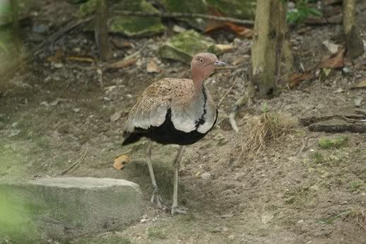 Buff_crested_Bustard2.jpg