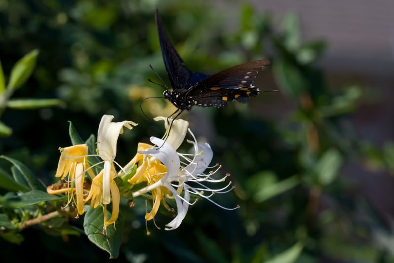 BlackSwallowtail1.jpg