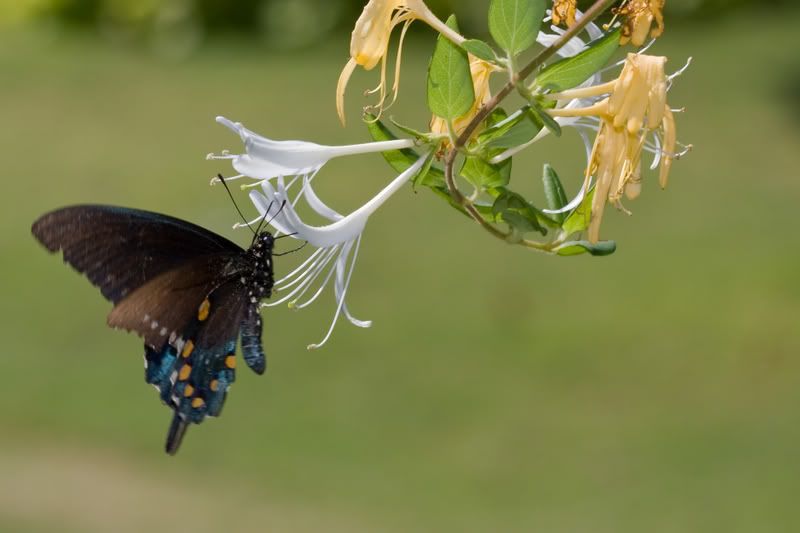 BlackSwallowtail2.jpg