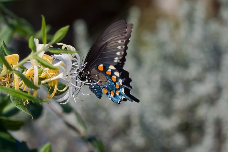 BlackSwallowtail3.jpg