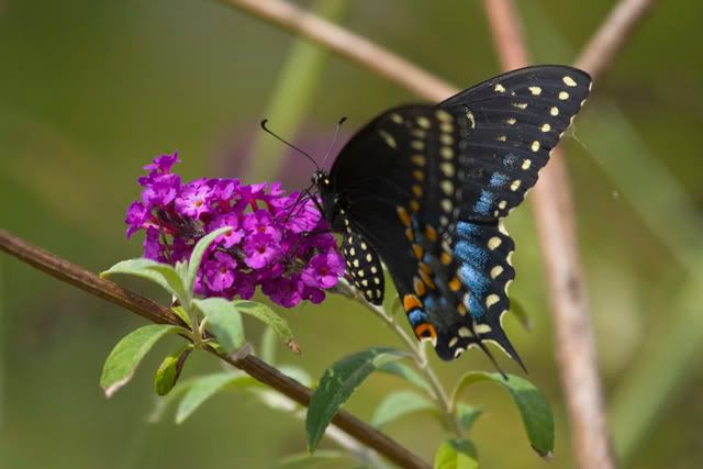 black_swallowtail.jpg