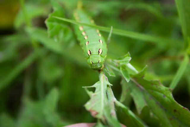 caterpillar.jpg