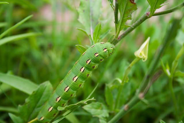 caterpillar2.jpg