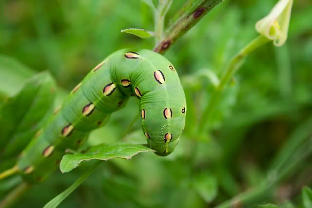 caterpillar3.jpg