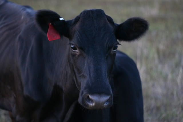 Cow_portrait.jpg