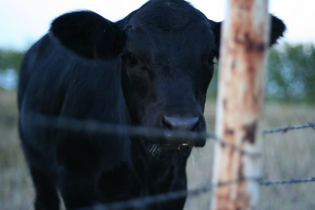 Cow_portrait2.jpg