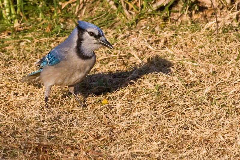 BlueJay1.jpg