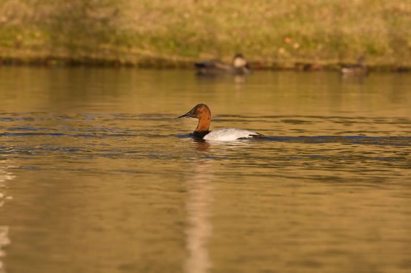 Canvasback2.jpg