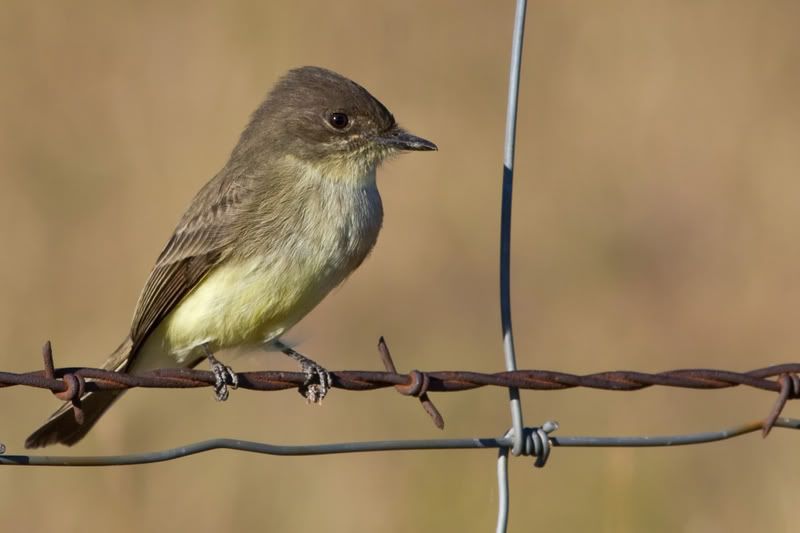 EasternPhoebe1.jpg