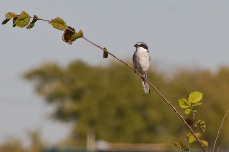 LoggerheadShrike3.jpg