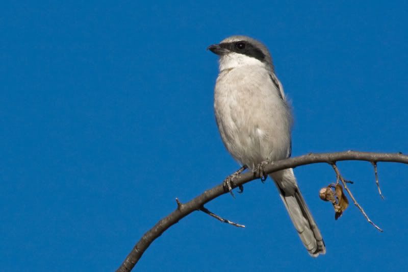 LoggerheadShrike4.jpg