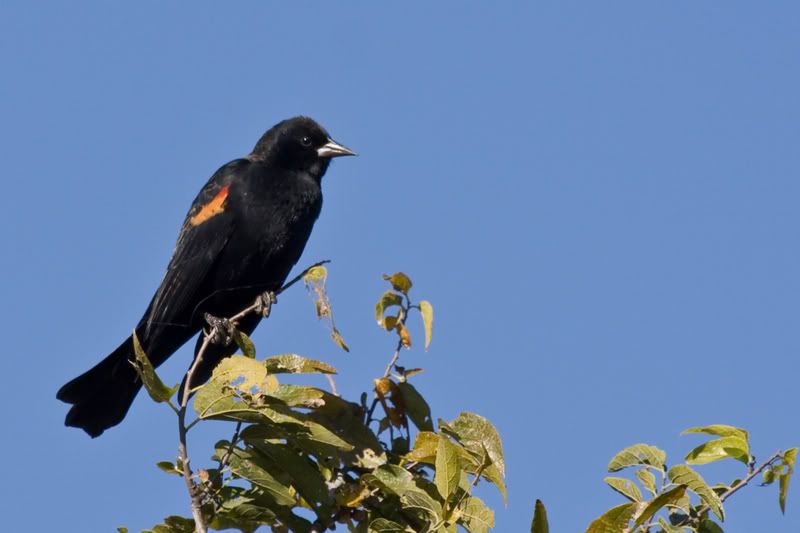 RedWingedBlackbird.jpg