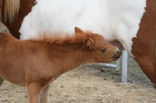 Feedin_time_for_Sadie.jpg