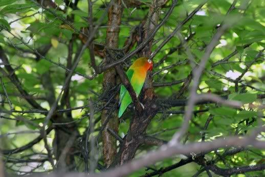 Fischers_lovebird_in_tree.jpg