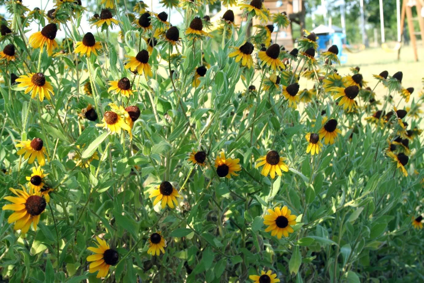 Black_eyed_susans.jpg