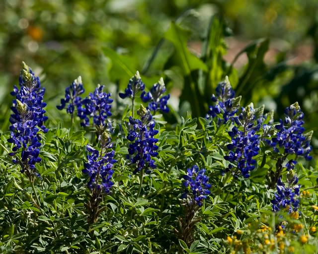 Bluebonnets.jpg