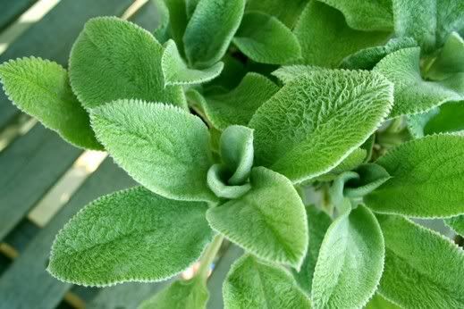 Lambs_ear2.jpg