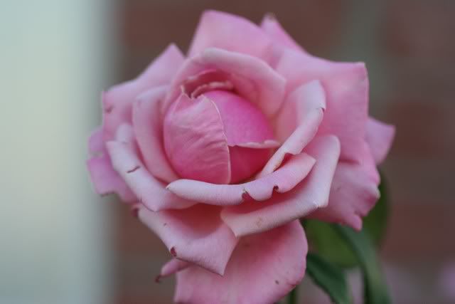 pink_rose_large.jpg