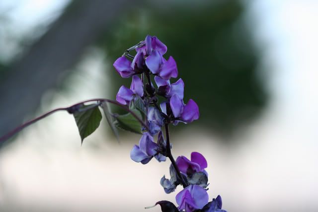 purple_wysteria.jpg