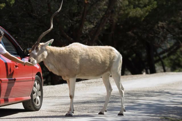 Addax_feeding_from_hand.jpg