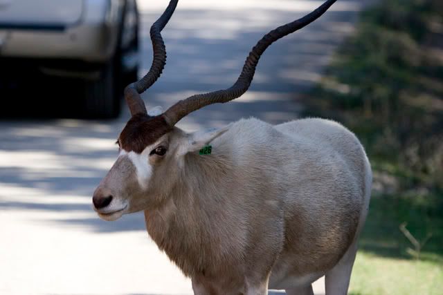 Addax_portrait2.jpg