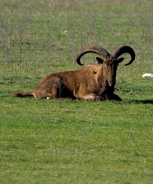 Aoudad7.jpg