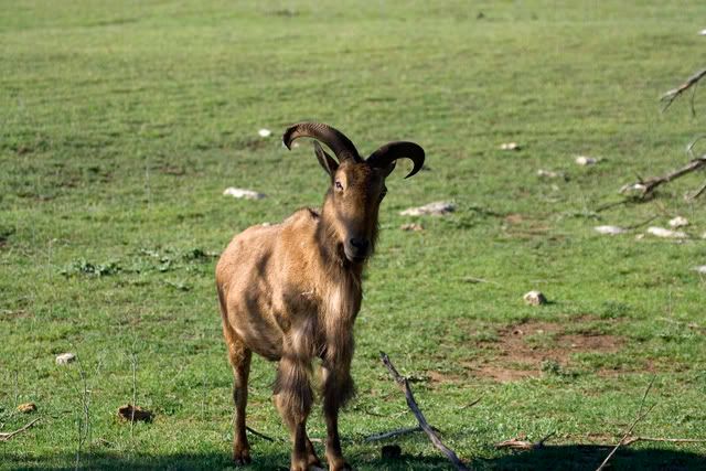 Aoudad8.jpg