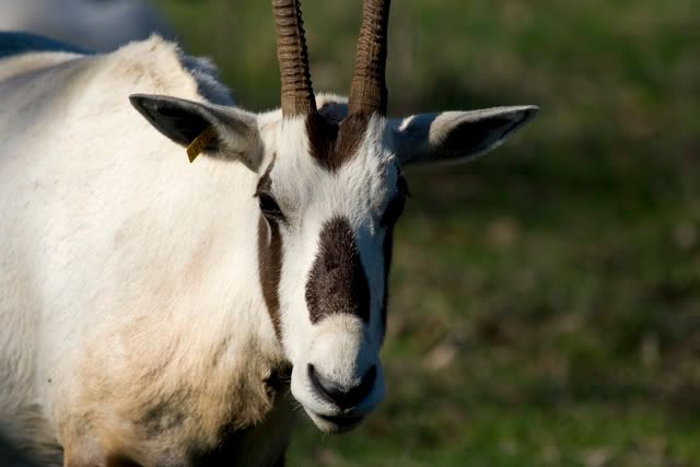 Arabian_Oryx_portrait.jpg