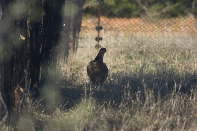 Attwater_Prairie_Chicken.jpg